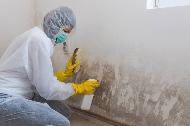 Certified Mold Removal in Wacousta, MI