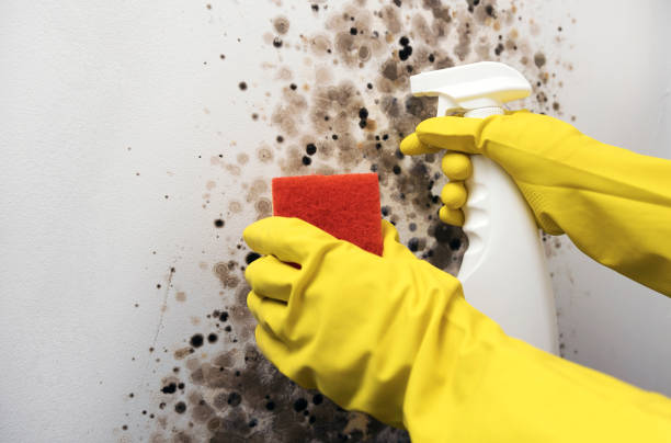 Best Certified Mold Removal  in Wacousta, MI